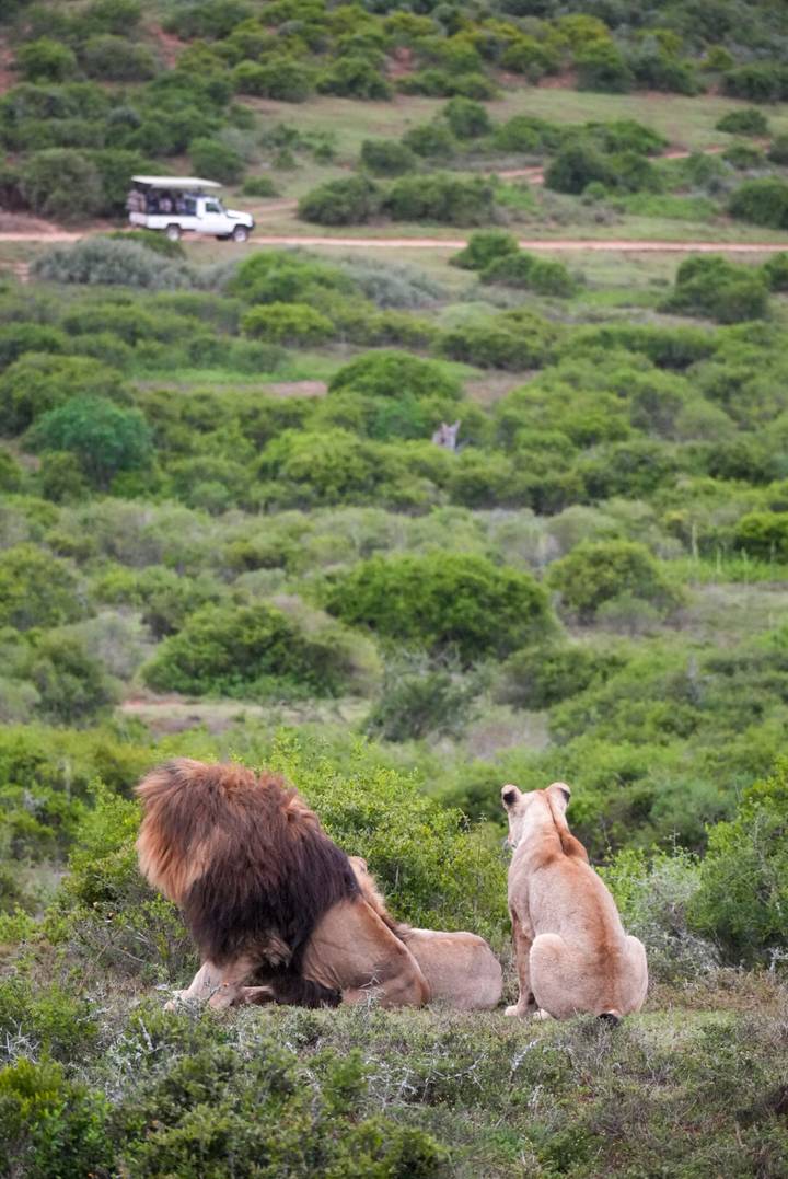 Partially hidden lion in bushes with distant hyena visible on savanna.