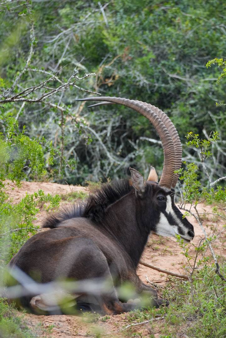 Profile of a sable antelope resting among leafy bushes with impressive curved horn.