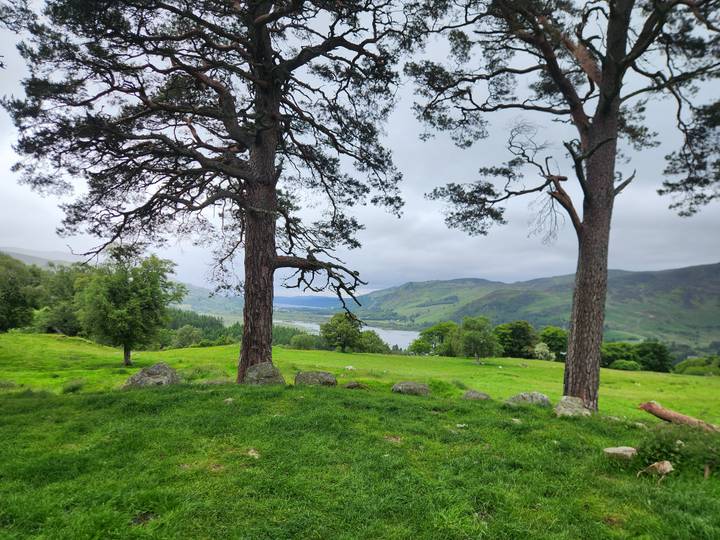 Two tall pine trees framing a distant loch and rolling green hills in Scotland.