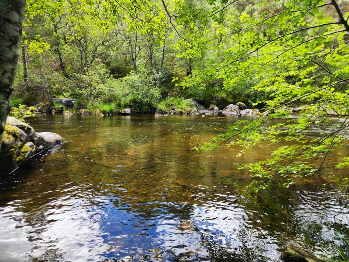 Clear woodland river with reflective water surrounded by lush green foliage.