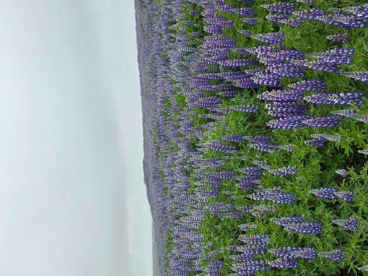 Endless field of purple lupine flowers stretches to the horizon under a grey Icelandic sky.