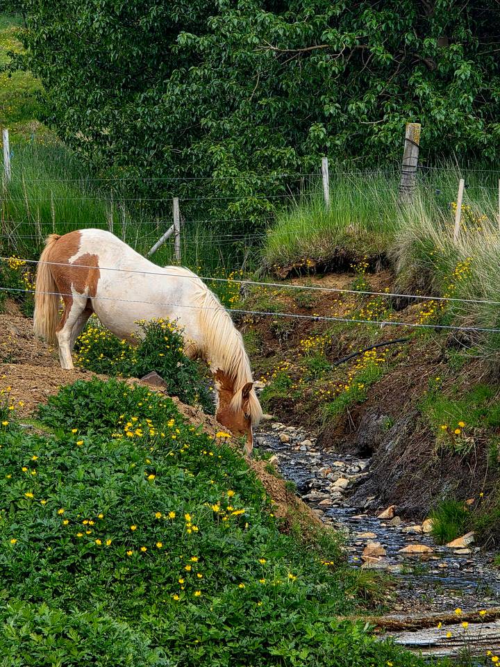 Icelandic horse with a blond mane grazing beside a small stream surrounded by yellow wildflowers and green grass.