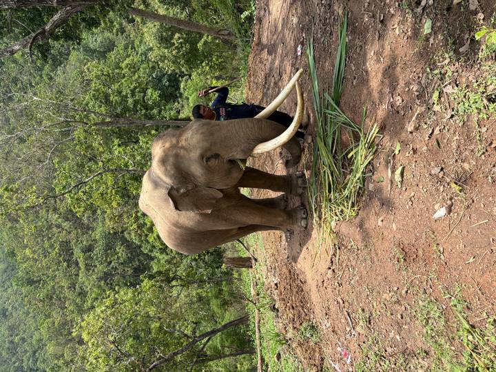 Majestic tusked elephant eating foliage while a caretaker stands nearby.
