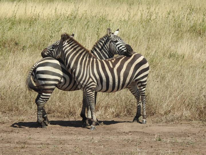 Two zebras standing head-to-shoulder in affectionate pose on dry savannah.