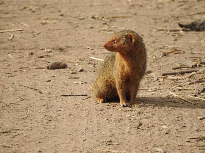 Small brown mongoose sitting upright on sandy earth.