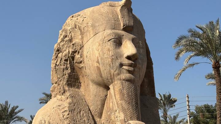 Colossal limestone statue head of Ramesses II framed by palm trees and blue sky.