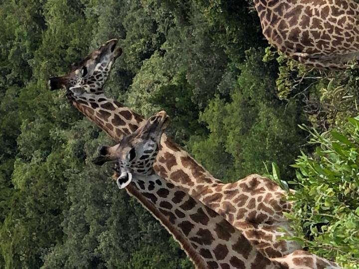 Two graceful giraffes stand side by side among green trees on safari.