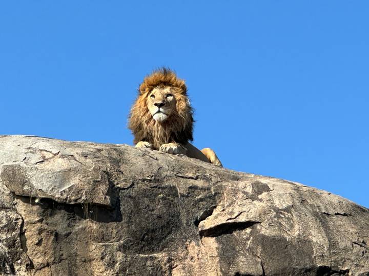 Majestic male lion perched on a granite kopje against a perfect blue sky.