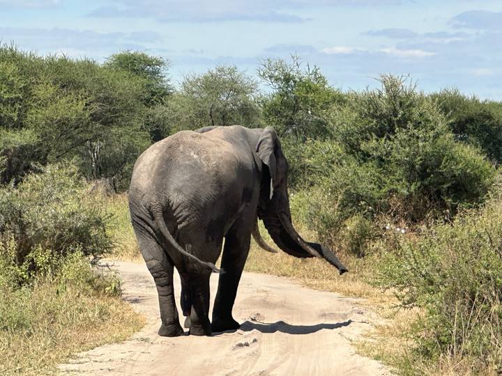 Large elephant walking down a dusty track into dense acacia bush.