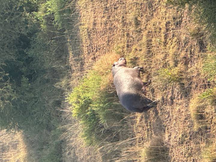 Hippo foraging alone in dry grass near riverbank in evening light.