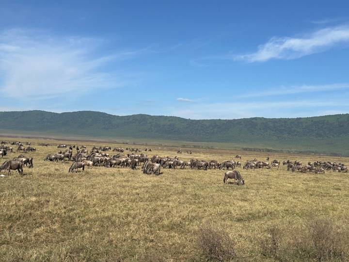 Hundreds of wildebeest grazing across the vast floor of Ngorongoro Crater under blue sky.