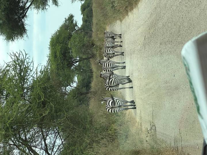 Line of zebras walking away down a dirt safari track flanked by thorn trees.