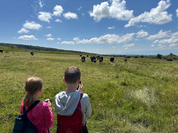 Two children observe a herd of buffalo across an open grassland on safari.