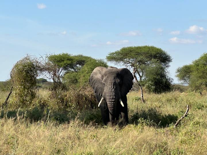 Massive bull elephant stares directly from dense bush with tusks framing its trunk.