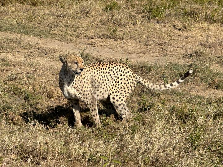 Cheetah standing alert on short grass savanna in bright sunlight.