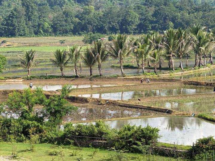 Glittering rice paddies and rows of palm trees shimmer with reflected sky in a rural valley.