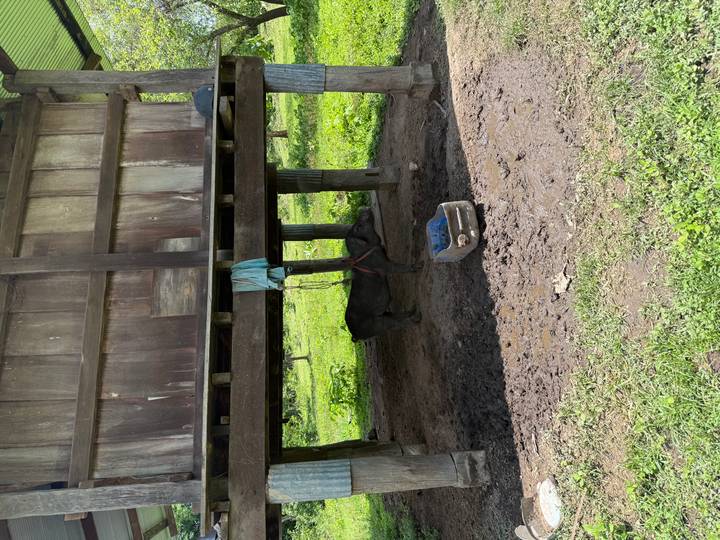 A tethered pig stands beneath a stilted wooden structure on muddy ground.