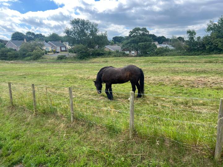 Black horse grazes in a fenced green pasture with suburban houses in the distance.