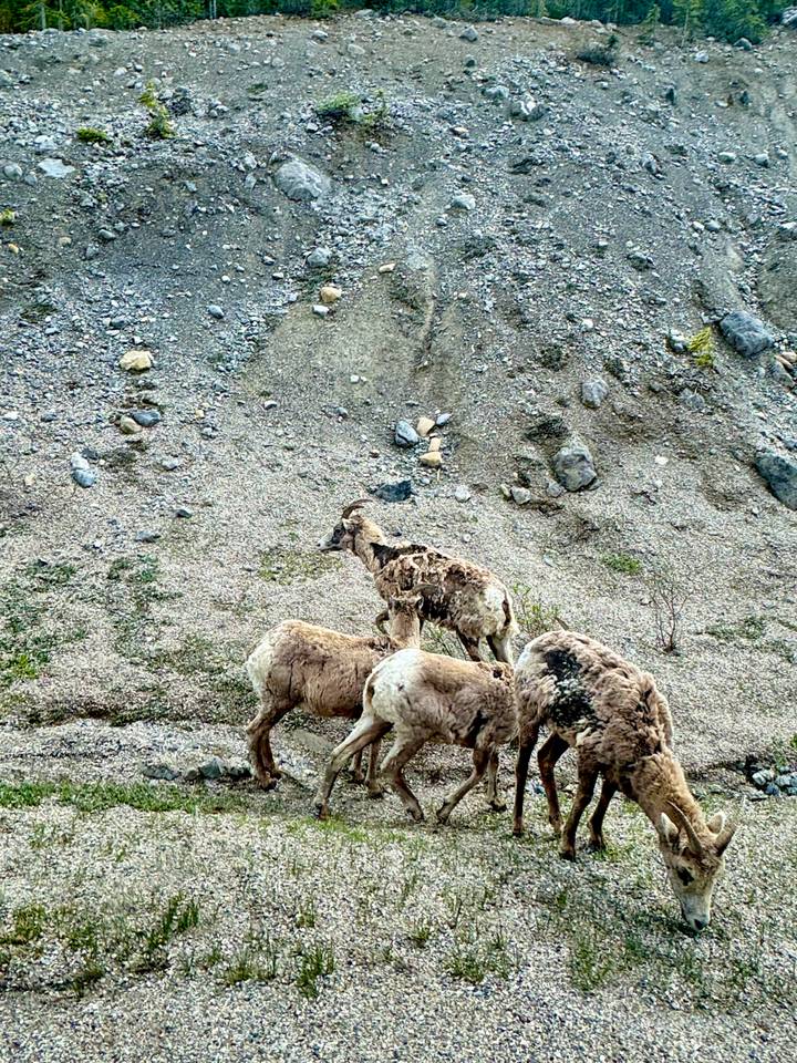 Small herd of shaggy bighorn sheep climbing a stony slope in the Rockies.