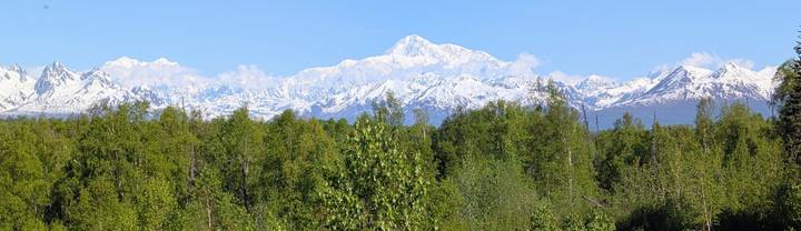 Majestic Denali peak towers above green birch forest on a clear day.