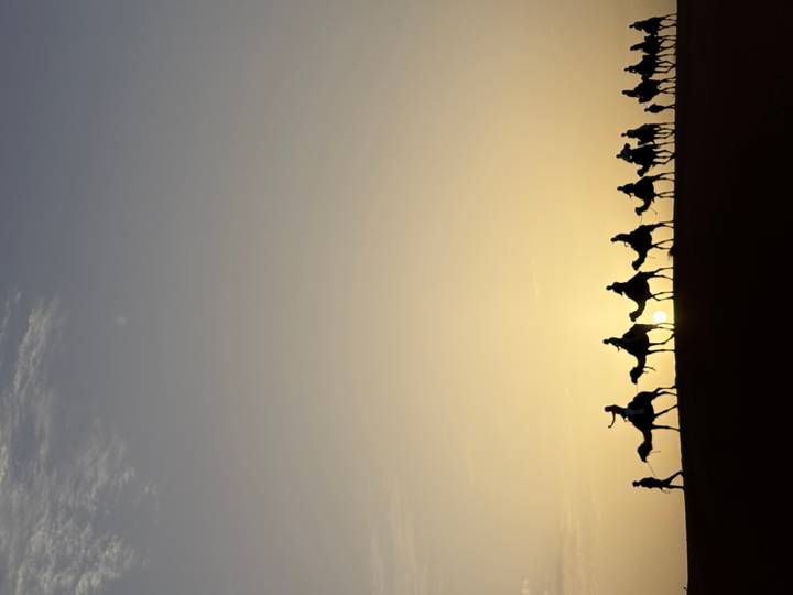 Silhouetted camel caravan crossing desert dunes at sunrise with golden sky.