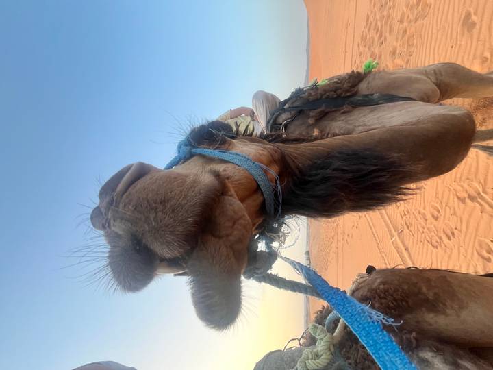 Close-up wide-angle shot of a camel’s face wearing a blue rope halter in the desert