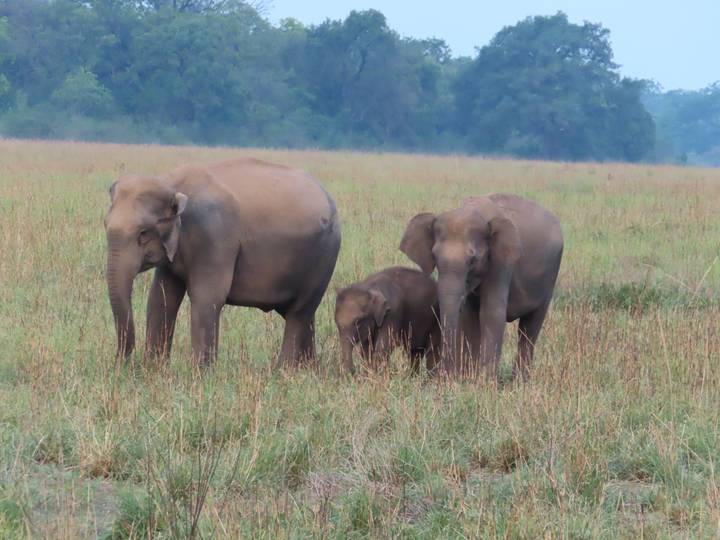 Three Asian elephants, including a calf, standing in an open grassy meadow