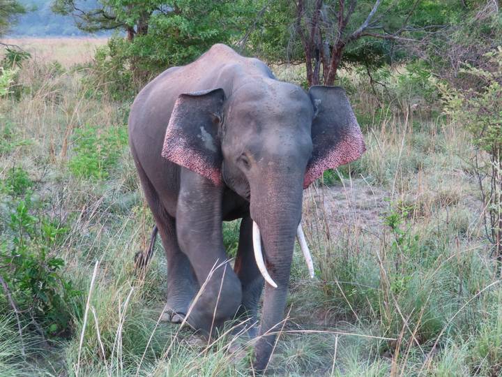 Large tusked elephant standing amid tall grasses looking toward the camera