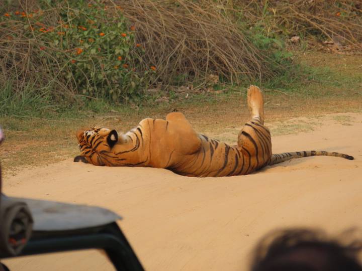 Bengal tiger lying on its back on a sandy track with one paw raised