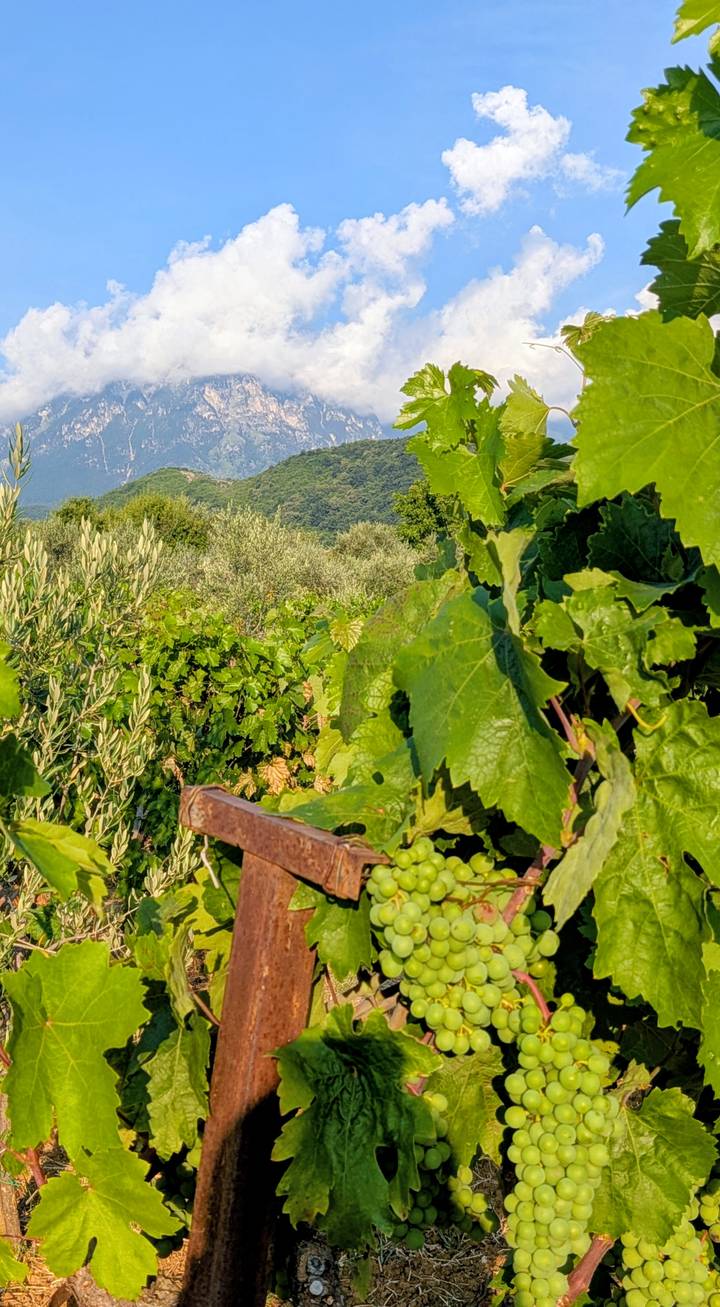 Vineyard rows and olive trees with mountain backdrop under summer sun