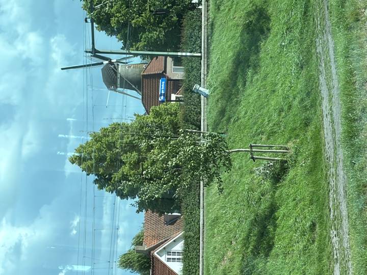 A small leafy tree in the foreground with a traditional Dutch windmill and tiled-roof houses behind, seen on a partly cloudy day.