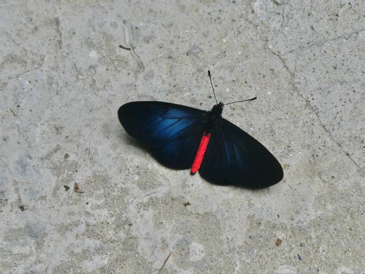 Striking black butterfly with vivid red body rests on a concrete wall.