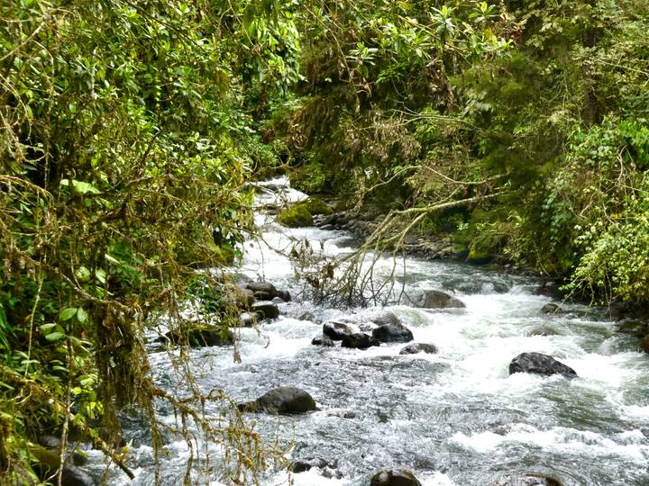 Rapid mountain river flowing between lush green forest vegetation and moss-covered rocks