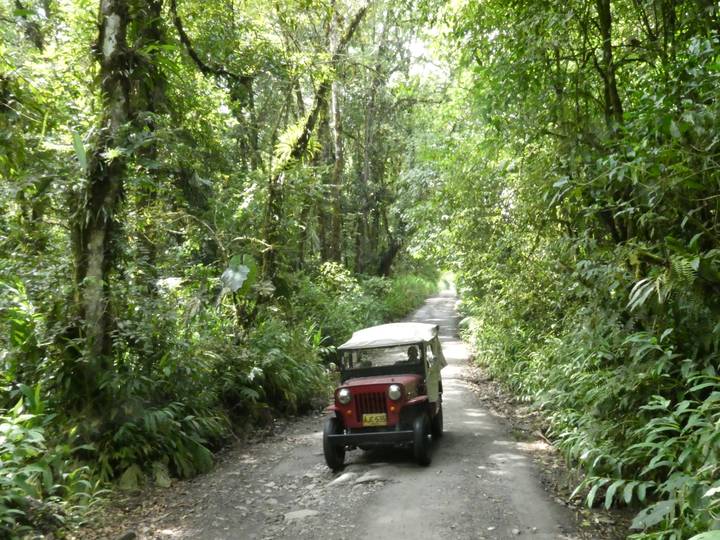 Red vintage Jeep driving along a narrow dirt road through dense cloud forest
