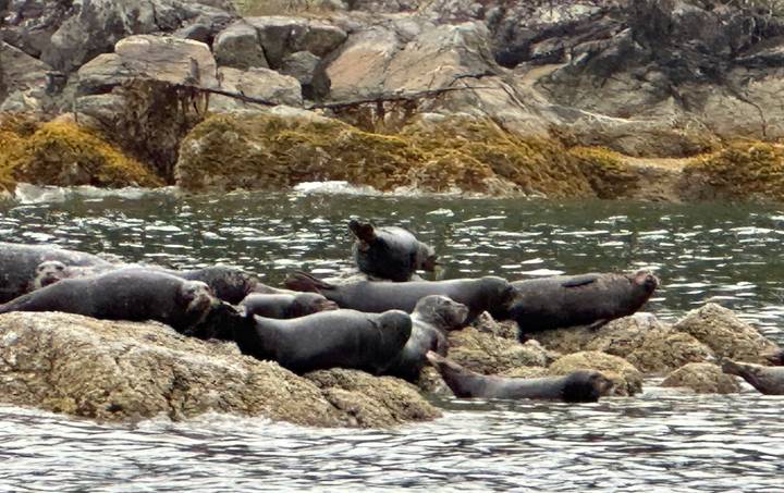 Group of seals resting on seaweed-covered rocks in coastal waters