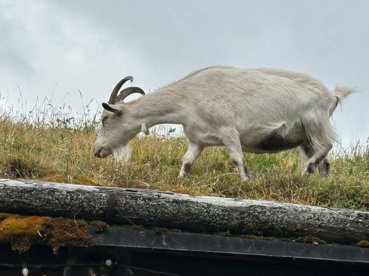 Mountain goat grazing on grassy rooftop garden with cloudy sky