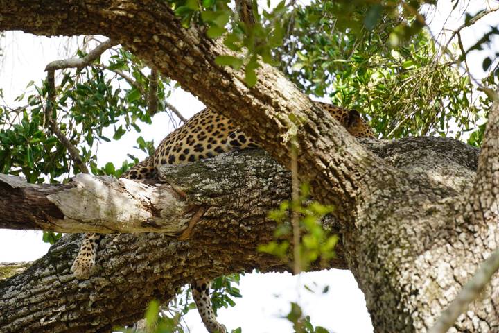 A leopard rests camouflaged on a thick tree branch high in foliage