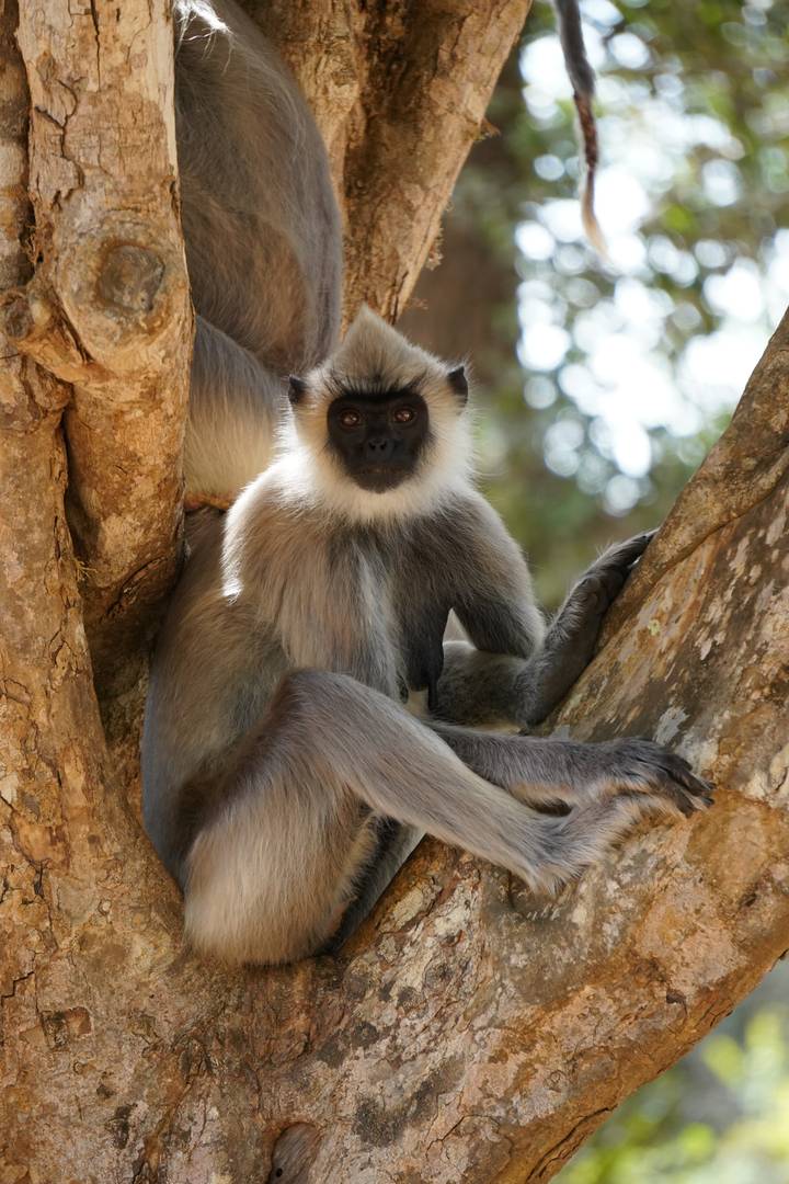 Close portrait of a grey langur monkey sitting between tree trunks