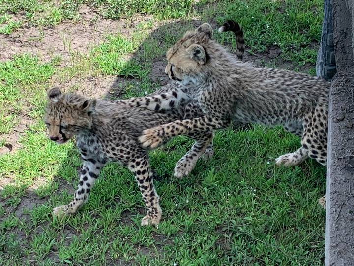 Two playful cheetah cubs tussling on green grass in the Serengeti.