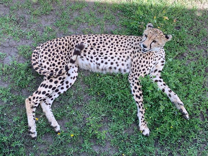 Resting adult cheetah lying on green grass, calmly looking toward the camera.