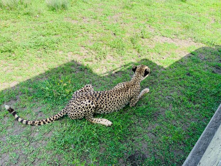 Crouching cheetah ready to pounce, seen from a safari vehicle shadow on grassy terrain.