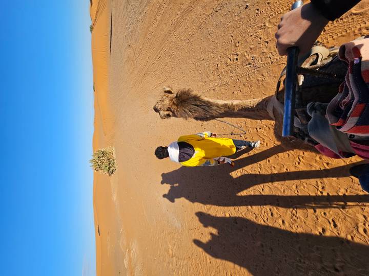 Camel trek in the Sahara as a guide leads the animal across orange dunes with long morning shadows.