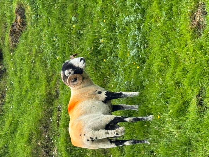 Close-up of a colourful horned ram standing on lush green grass dotted with yellow flowers.