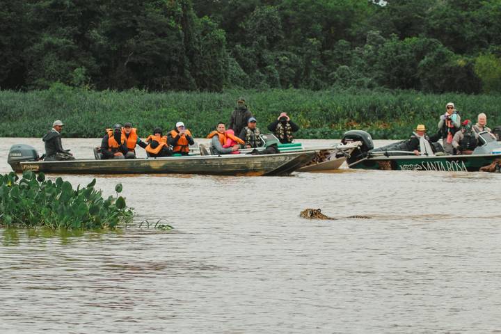Tourists in motorboats observe a jaguar swimming across a wide river bordered by green vegetation.
