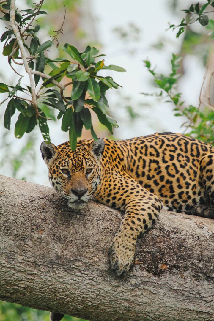 A jaguar lounges on a tree branch staring toward the camera, its golden coat patterned with rosettes.