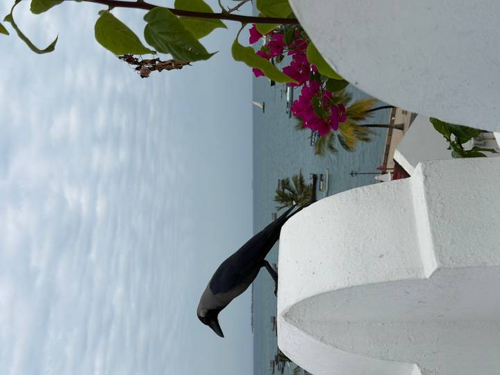 A black bird stands on a white rooftop ledge overlooking the sea with cloudy sky and bright flowers nearby.