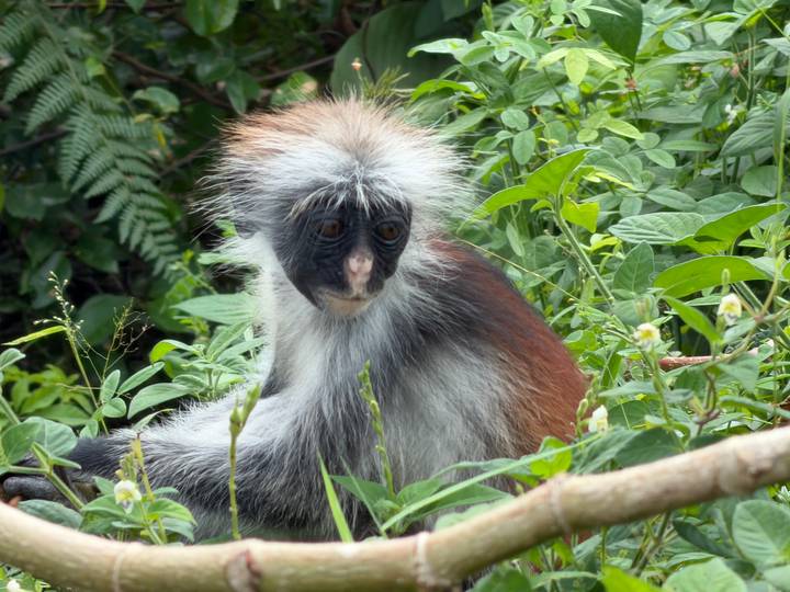Close portrait of a red colobus monkey sitting amid lush green foliage, its fur highlighted softly.