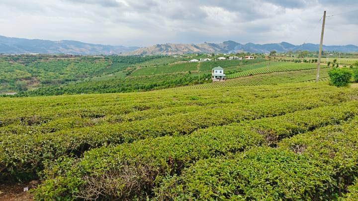 Rolling green tea plantations stretching to distant mountains beneath a cloudy sky.