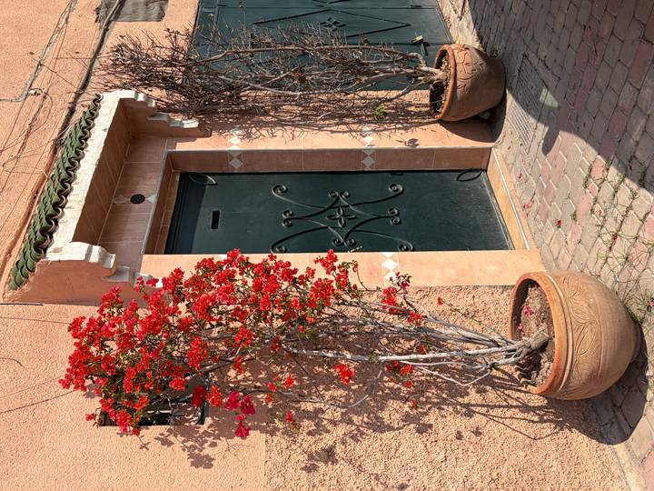 Decorative dark green door in an ochre wall framed by blooming red flowers in clay pots.