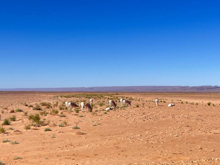 A wide barren desert plain under a bright blue sky where white goats graze sparsely.